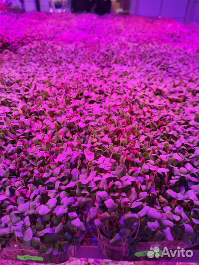 Сок микрозелени льна