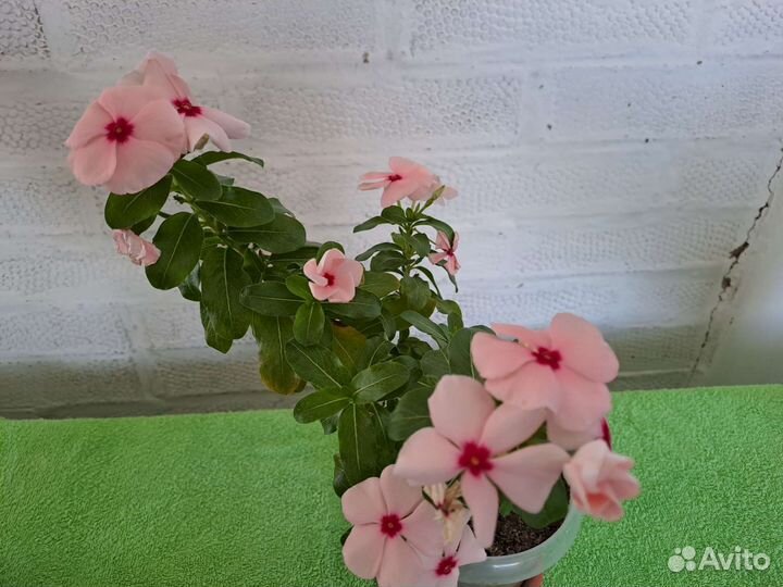 Катарантус семена