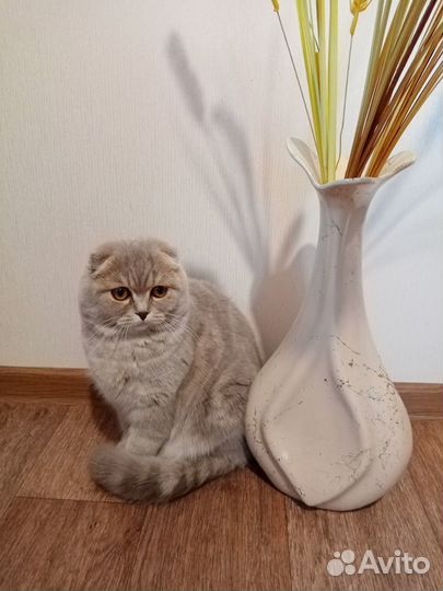 Вязка с шотландским котом