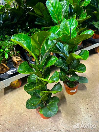 Монстера, Лирата Бамбино, Замиокулькас