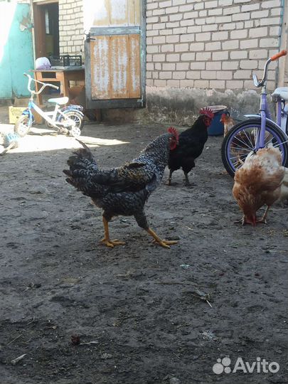 Молодые петухи