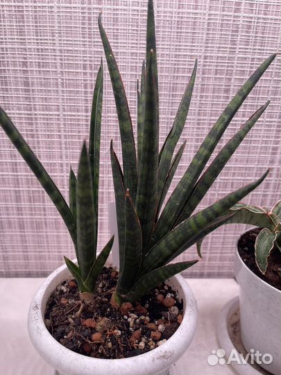 Сортовая сансивиерия