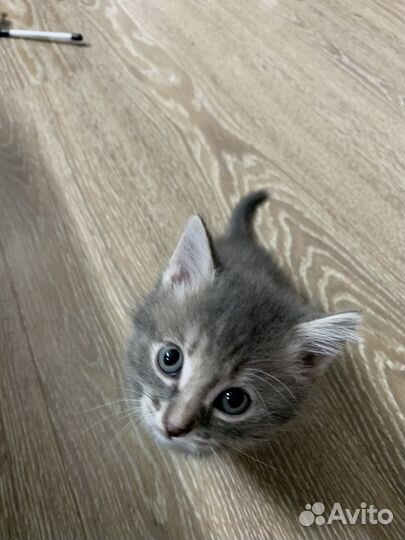 Кошка