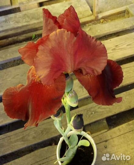 Ирисы сортовые