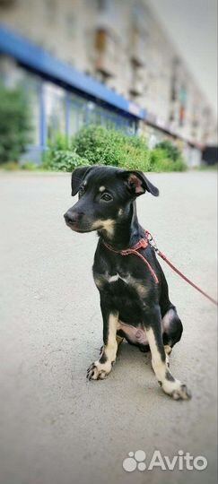 Немецкий пинчер щенки