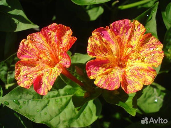 Семена Мирабилис (Ночная красавица)