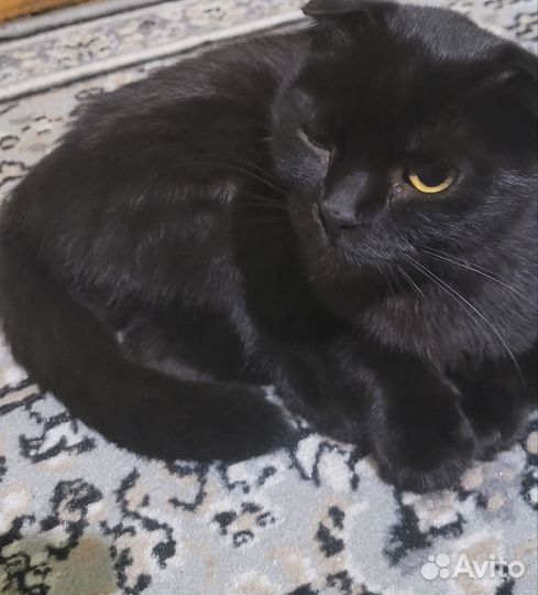 Кошка