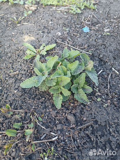 Мята, мелиса саженцы