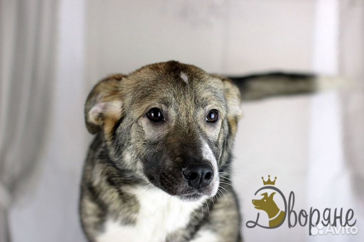 Малыш Луч в дар