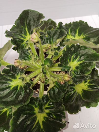 Фиалка лф - Клевер