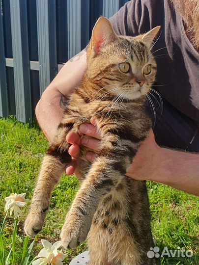 Кот ищет дом