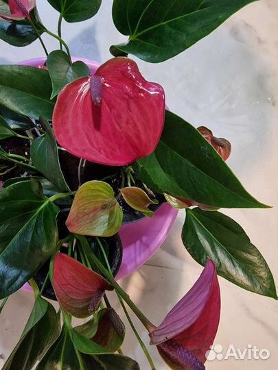 Антуриум Сирано,Рэйнбоу Чемпион, Саммер Лав