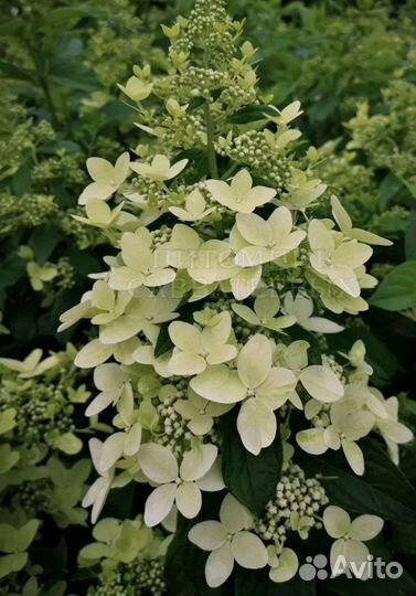 Гортензия метельчатая Конфетти