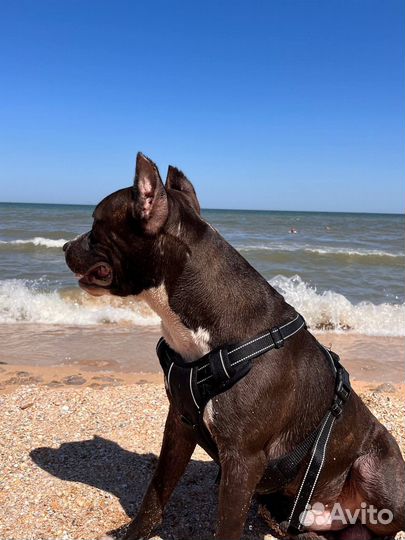 Собака для вязки