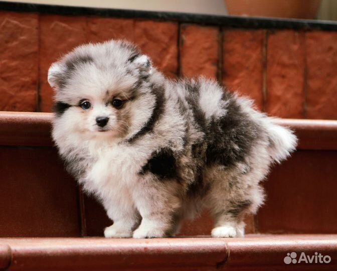 Щенок померанского шпица мальчик