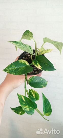 Сциндапсус Марбл квин и Золотистый в 0.3 л