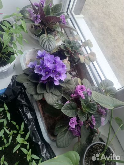 Продам фиалки