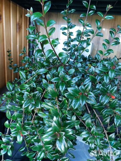 Комнатные цветы