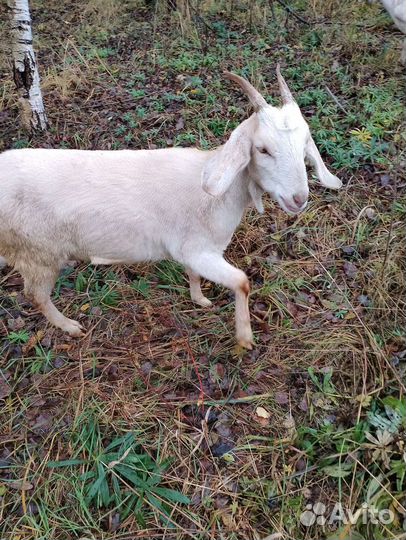 Нубийско-заненские козочки