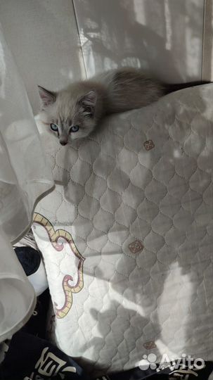 Отдам котят в добрые руки
