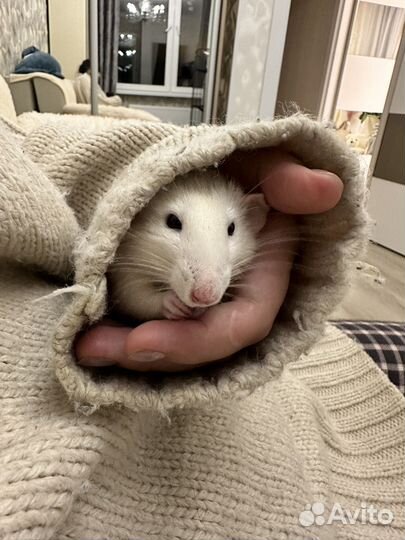 Передержка грызунов