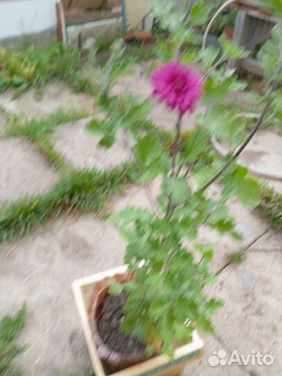 Хризантема корейская саженцы