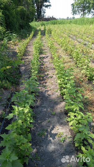 Саженцы черной смородины