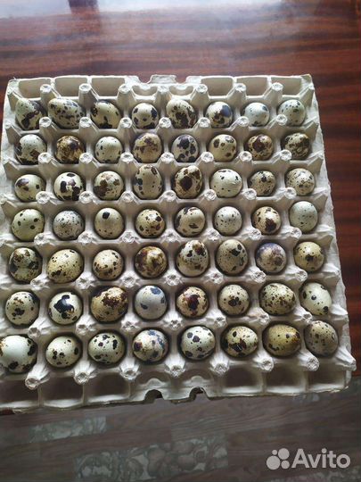 Инкубационное яйцо перепелов