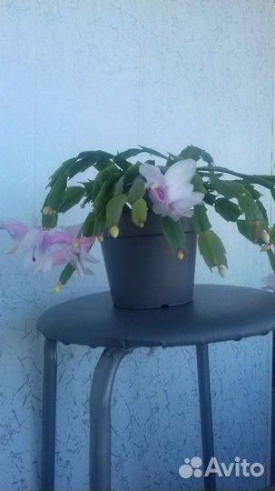 Цветок декабрист