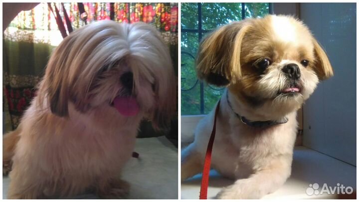 Груминг, стрижка собак и кошек