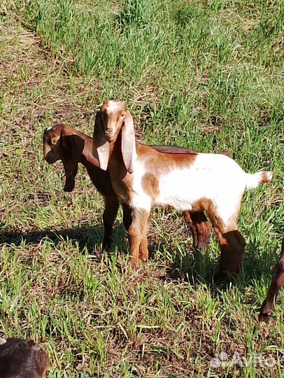 Козел козлята