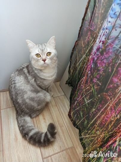 Британский кот вязка