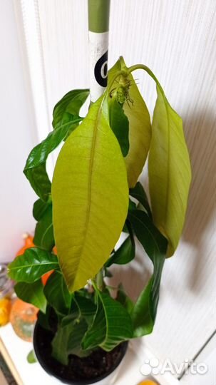 Манго растение