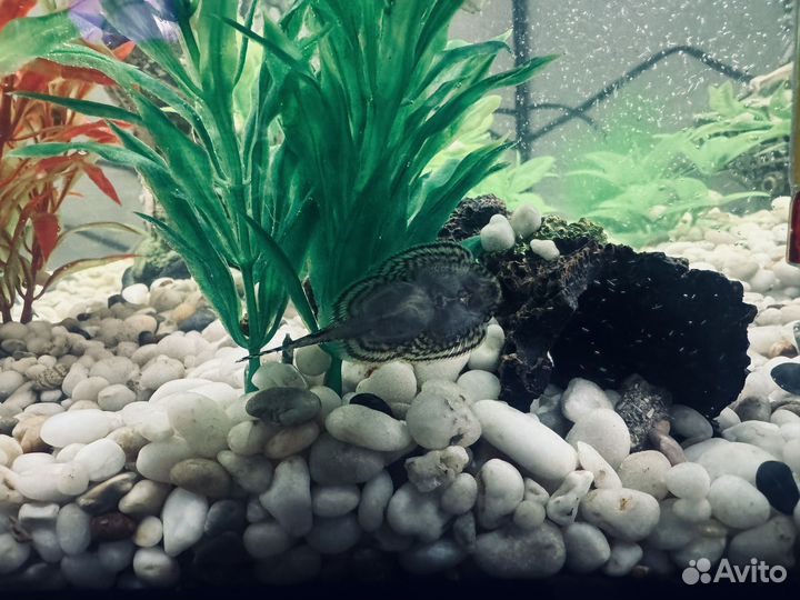 Аквариум с рыбками