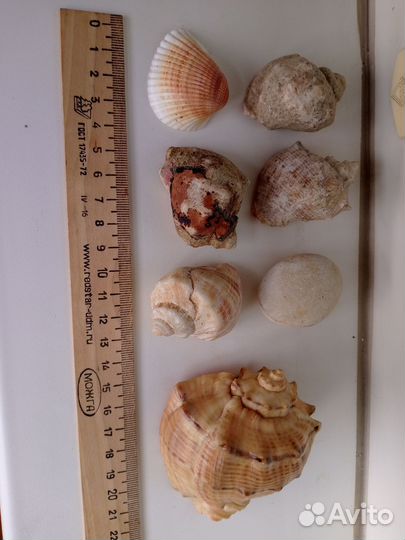 Ракушка морская. Цена за все