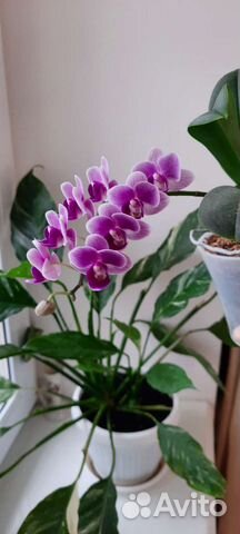 Орхидея фаленопсис Вайлет Квин