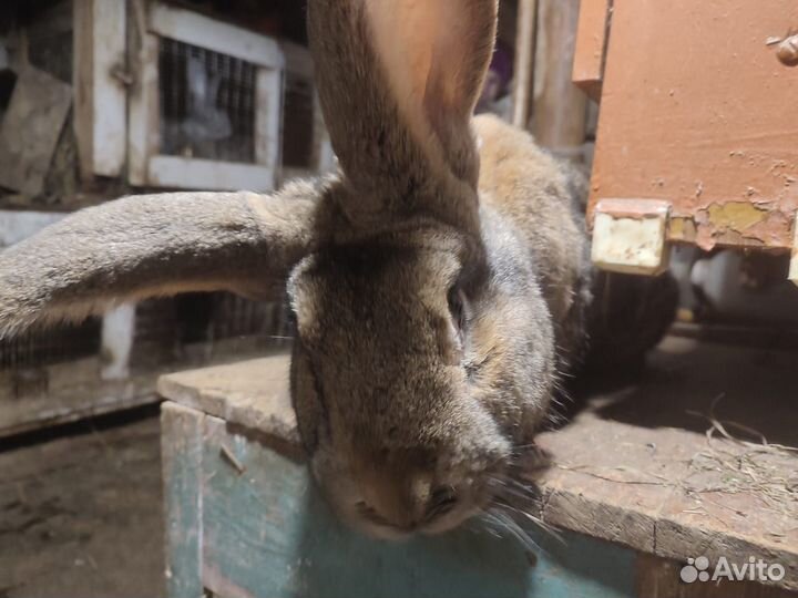 Кролики фландер, ризен