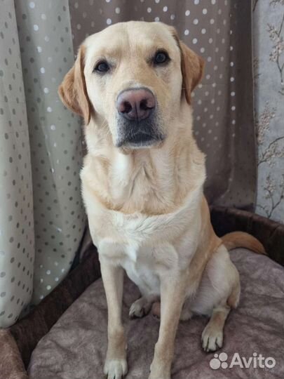 Собака для вязки