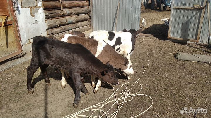 Продам бычков и телочек 2,5 мес и 4,5 мес