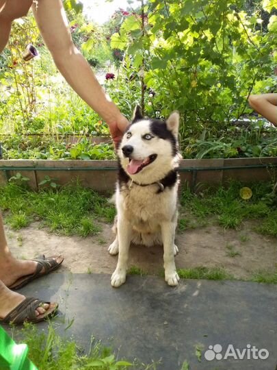 Хаски для вязки