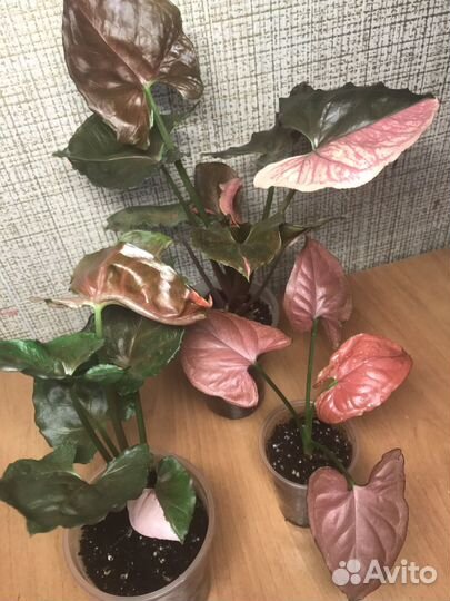 Сингониумы редкие коллекционные