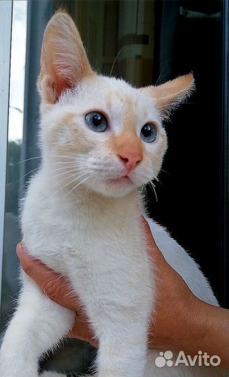 Котик
