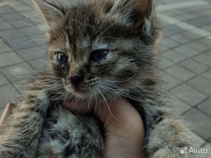 Котëнок Мурзик