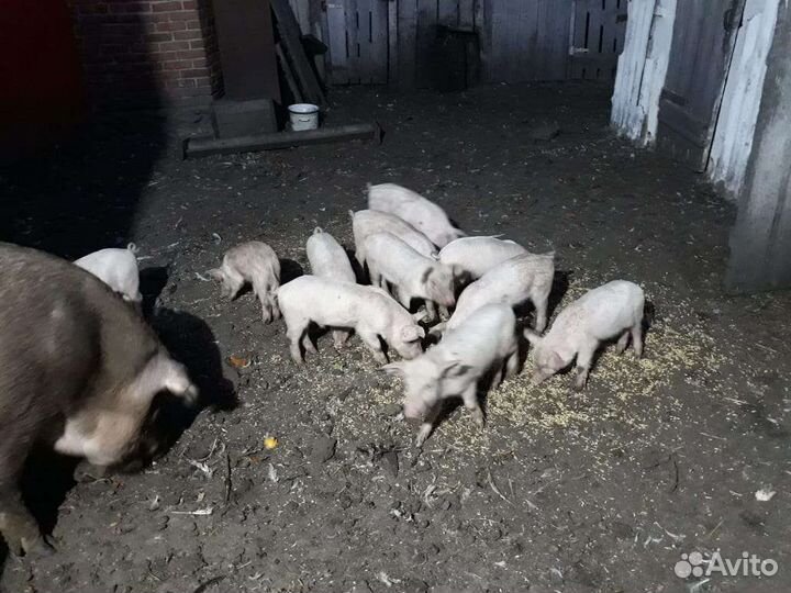 Поросята