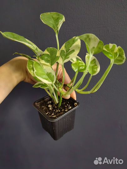 Сциндапсусы,эпипремнумы