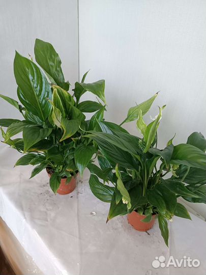 Спатифиллум. Женское счастье