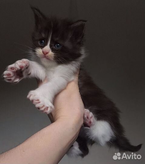 Котята Мейн-кун полидакт