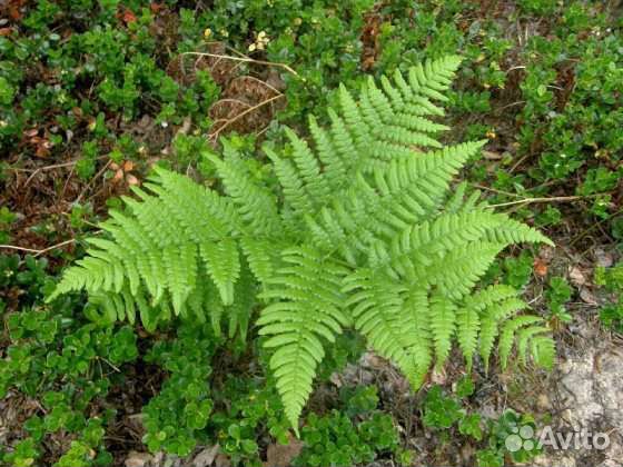 Папоротник