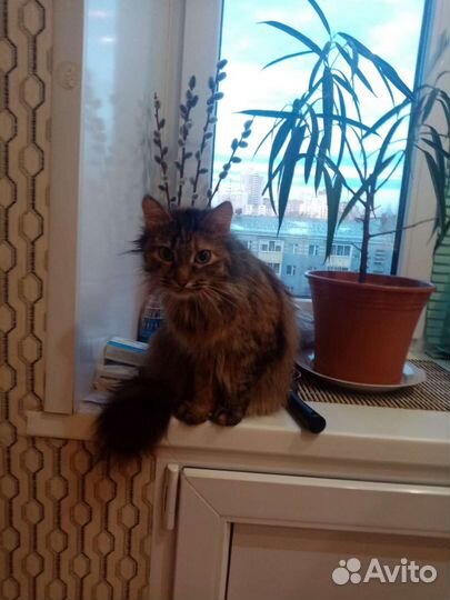 Кошки в добрые руки бесплатно