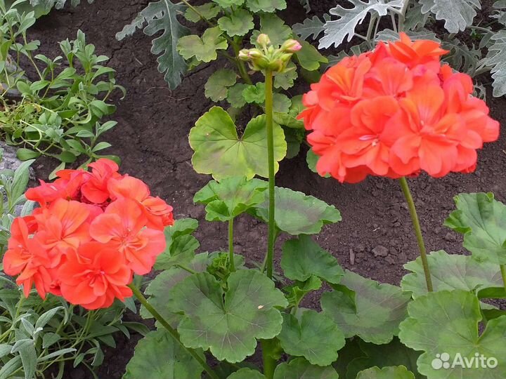 Гортензия древовидная белая, герань